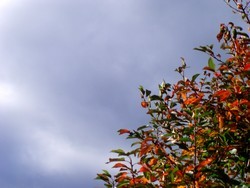 strom