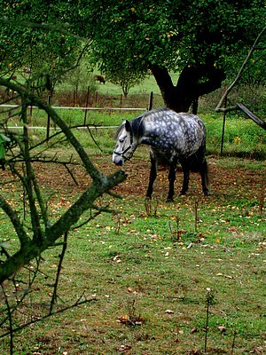 horse