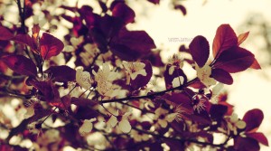 cerezo_vintage__by_tundratunel