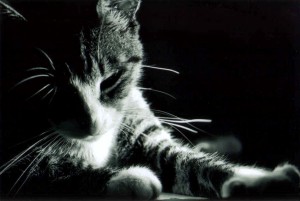 Cat_by_ayaspiralout