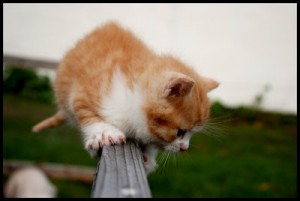 _Cat__by_LittlePeople
